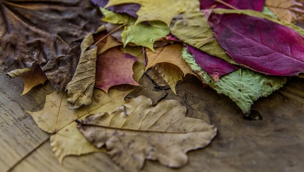 Feuilles d'automne ramassées, posées sur une table en bois