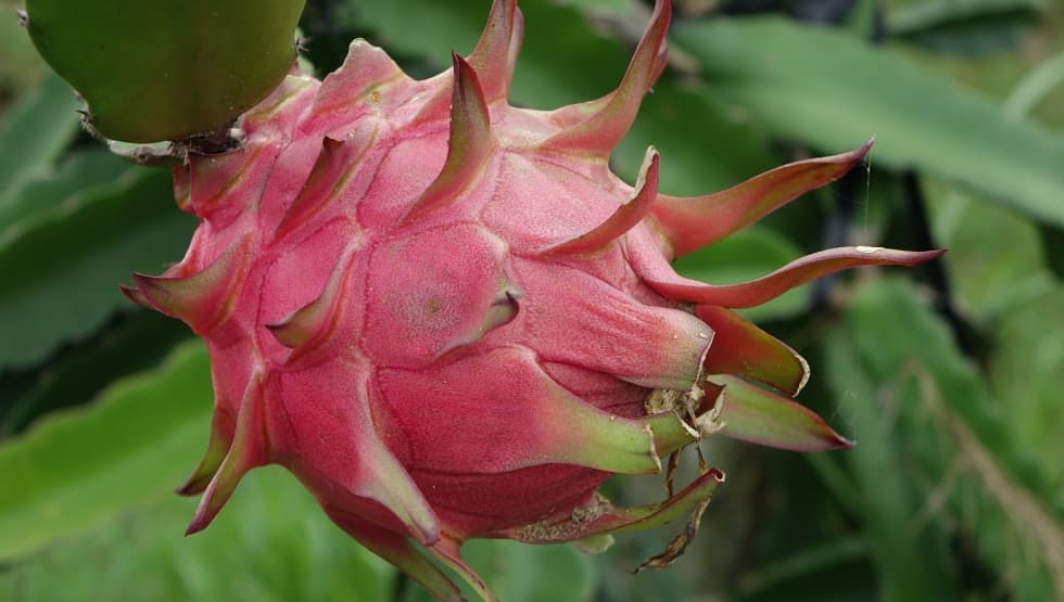 Un fruit du dragon — pitaya — rose vif sur son cactus
