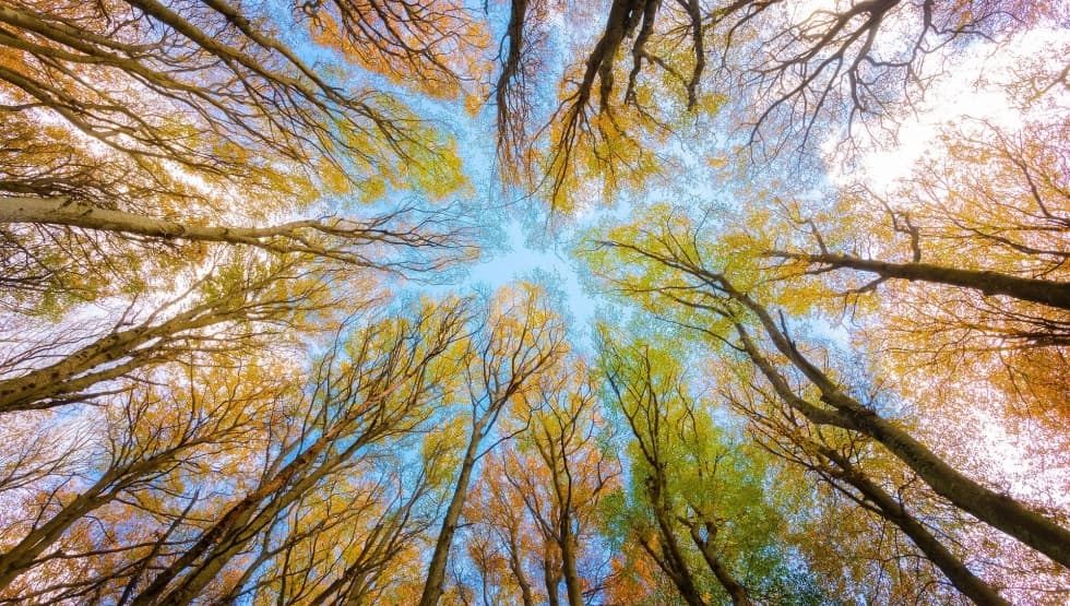 Les cimes des arbres vues du sol, tournées vers le ciel